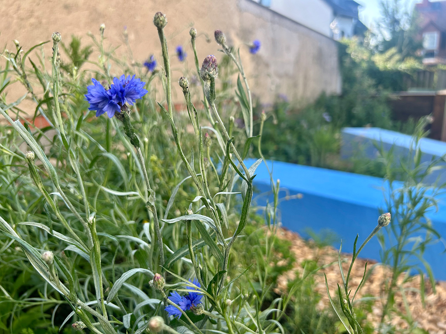 Blaue Kornblume im Vordergrund, im Hintergrund die Spiellandschaft HIKITA Kita Sternenwelt.
