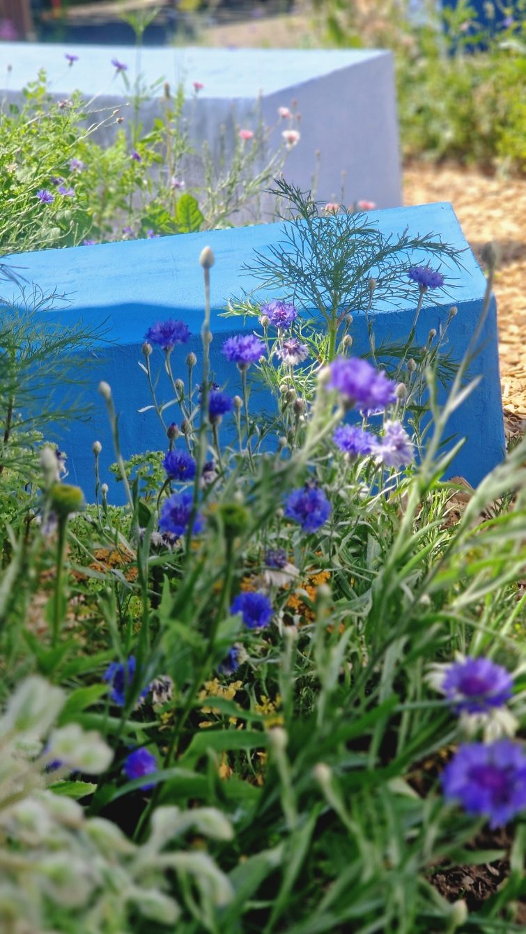 Stauden und Blumen vor einem blauen Betonblock – Natur- und Spielraum Kita Sternenwelt HIKITA.
