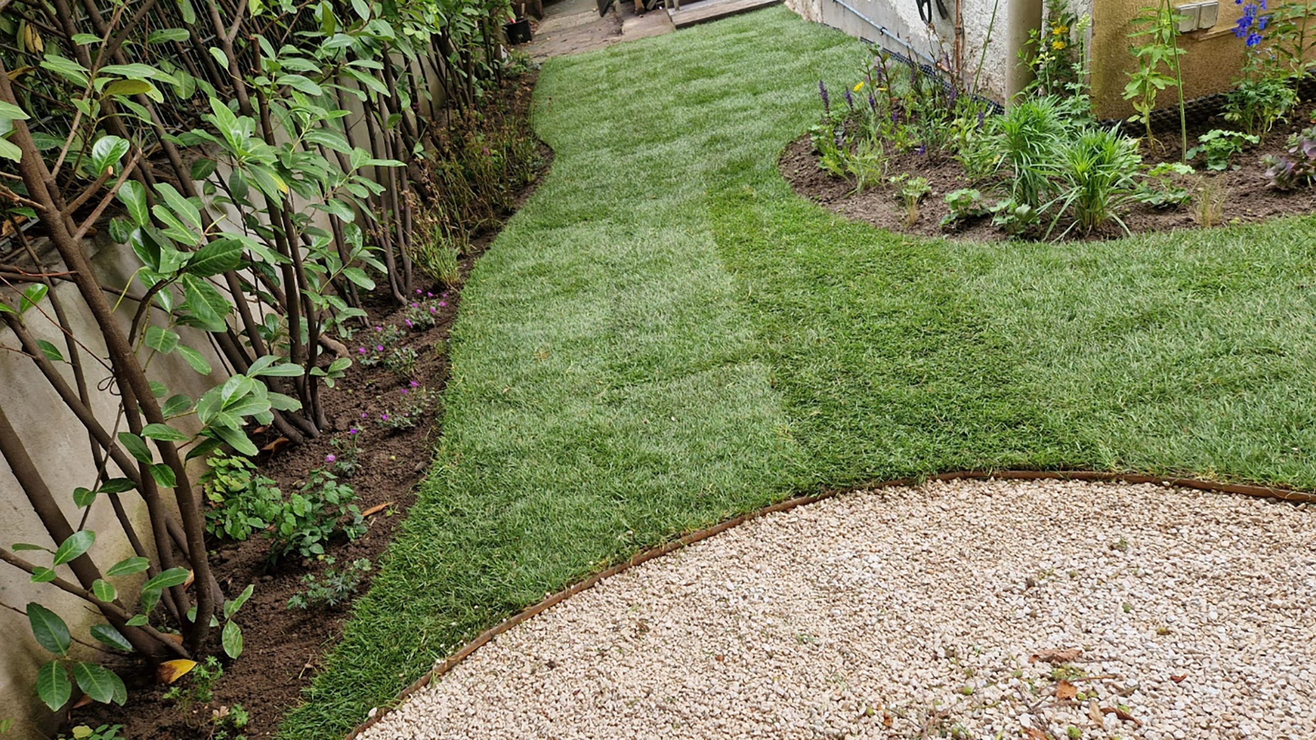 Frisch verlegte Rasenfläche mit geschwungenem Weg aus Cortenstahl und Kiesinsel – Projekt Frankfurt Nordend.