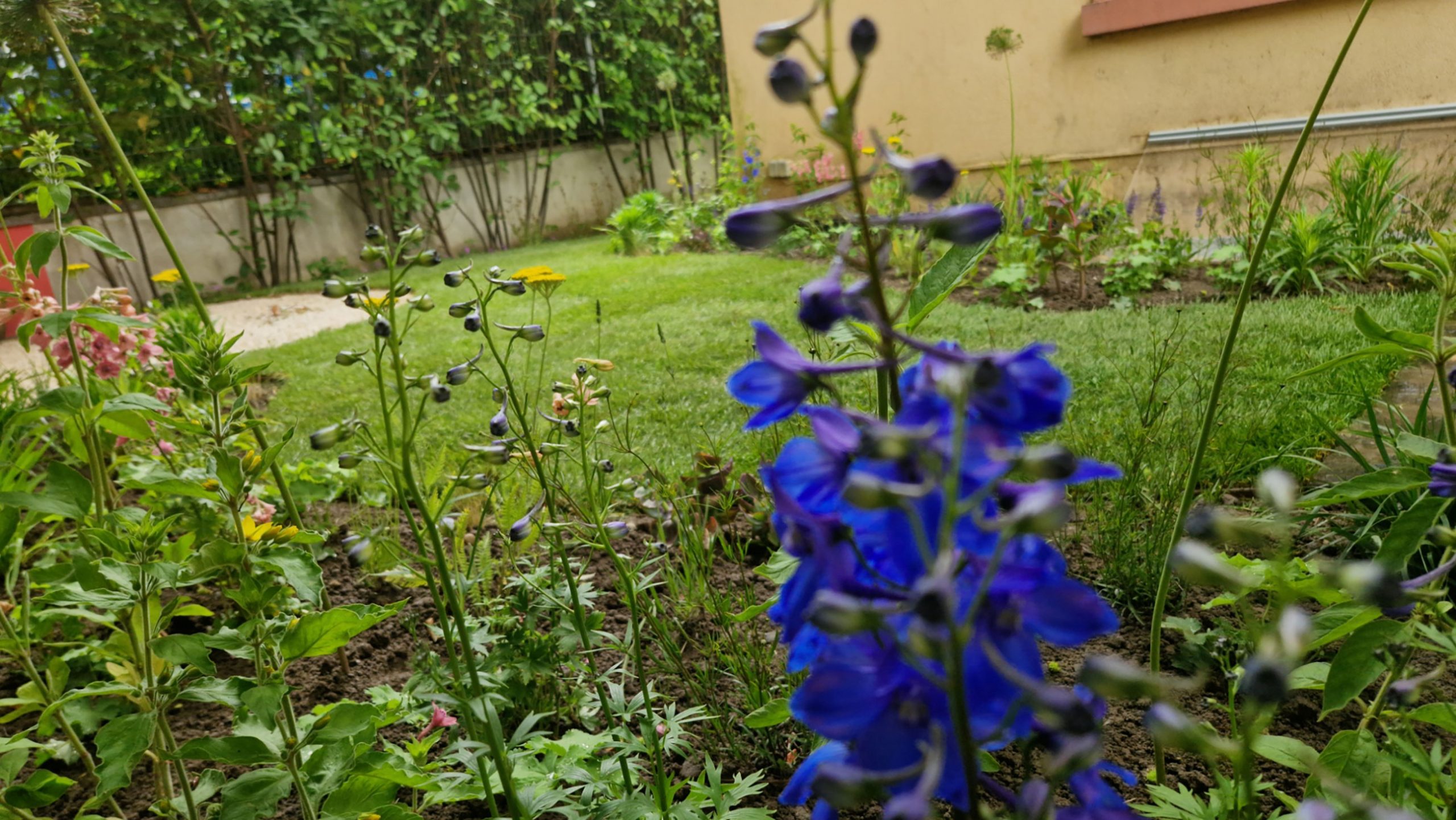 „Bepflanztes Staudenbeet mit blauen Blüten im Vordergrund, Rasenfläche im Hintergrund – Projekt Nordend.