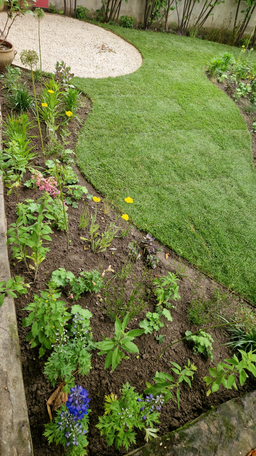 Übersicht Staudenbeete und frisch verlegte Rasenflächen mit geschwungener Wegführung – Hinterhofgestaltung Nordend.